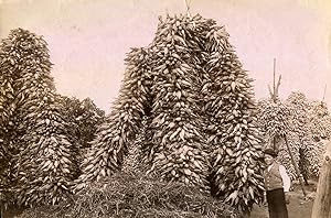 Portugal Azores Sao Miguel Piles of Corn Farming Old Photo Raposo 1890