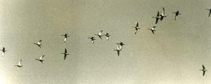 Seller image for France Birds Flying Ducks ? Nature Amateur Wildlife Photography 1970's for sale by Bits of Our Past Ltd