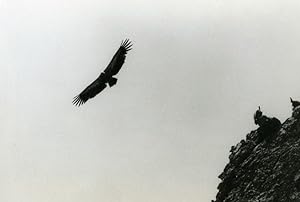 Seller image for Spain Zahara Griffon Vulture Nature Amateur Wildlife Photography 1970's for sale by Bits of Our Past Ltd