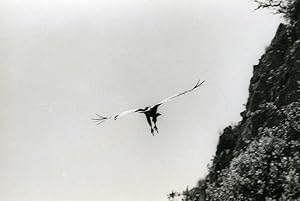 Seller image for Spain Zahara Griffon Vulture Nature Amateur Wildlife Photography 1970's for sale by Bits of Our Past Ltd