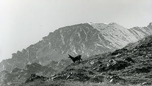 Seller image for Italy Gran Paradiso National Park Chamois Amateur Wildlife Photography 1970's for sale by Bits of Our Past Ltd