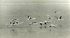 Spain Antequera Laguna Salada Flamingos Amateur Wildlife Photography 1970's