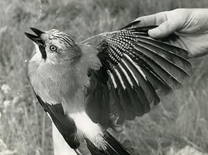 Seller image for France Savoie Golese Pass Jay Bird Nature Amateur Wildlife Photography 1962 for sale by Bits of Our Past Ltd