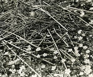 Seller image for France Dombes Whiskered Tern Nest Amateur Wildlife Photography 1962 for sale by Bits of Our Past Ltd