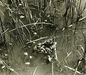 Seller image for France Dombes Seagull Chick Nature Amateur Wildlife Photography 1962 for sale by Bits of Our Past Ltd