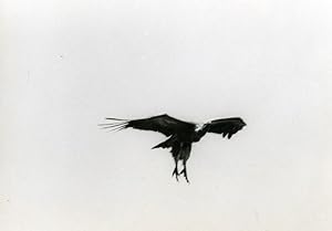 Seller image for Spain Zahara Griffon Vulture Nature Amateur Wildlife Photography 1970's for sale by Bits of Our Past Ltd