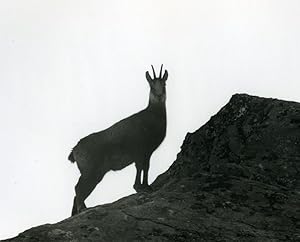 Seller image for Italy Gran Paradiso National Park Chamois Amateur Wildlife Photography 1970's for sale by Bits of Our Past Ltd