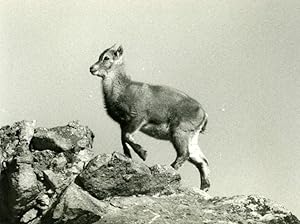 Seller image for Italy Gran Paradiso National Park Alpine ibex Amateur Wildlife Photography 1970s for sale by Bits of Our Past Ltd