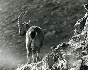 Seller image for Italy Gran Paradiso National Park Alpine ibex Amateur Wildlife Photography 1970s for sale by Bits of Our Past Ltd