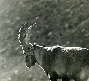 Seller image for Italy Gran Paradiso National Park Alpine ibex Amateur Wildlife Photography 1970s for sale by Bits of Our Past Ltd