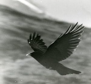 Seller image for Italy Gran Paradiso Park Alpine chough Bird Amateur Wildlife Photography 1970s for sale by Bits of Our Past Ltd