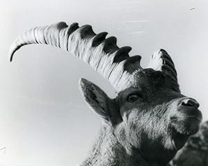 Seller image for Italy Gran Paradiso National Park Alpine ibex Amateur Wildlife Photography 1970s for sale by Bits of Our Past Ltd