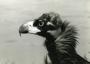 Seller image for Spain Coto Doana Cinereous Vulture Nature Amateur Wildlife Photography 1970's for sale by Bits of Our Past Ltd