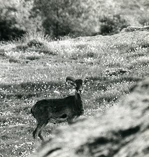 Seller image for France Corsica Cazorla Mouflon Wild Sheep Amateur Wildlife Photography 1970's for sale by Bits of Our Past Ltd