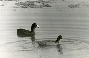 Seller image for France Dombes Eurasian coot Bird Nature Amateur Wildlife Photography 1970's for sale by Bits of Our Past Ltd