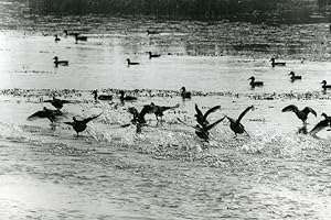 Seller image for France Ducks on a Lake Birds Nature Amateur Wildlife Photography 1970's for sale by Bits of Our Past Ltd