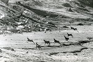 Seller image for Italy Gran Paradiso National Park Alpine ibex Amateur Wildlife Photography 1970s for sale by Bits of Our Past Ltd