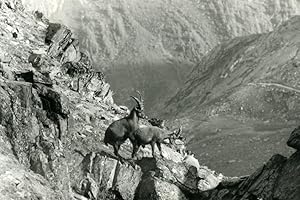 Seller image for Italy Gran Paradiso National Park Alpine ibex Amateur Wildlife Photography 1970s for sale by Bits of Our Past Ltd