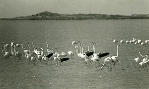 Seller image for France Camargue Flamingos Nature Amateur Wildlife Photography 1970's for sale by Bits of Our Past Ltd