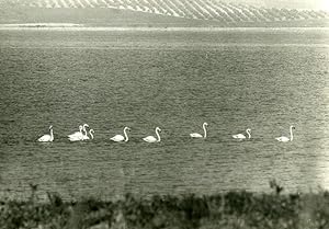 Seller image for Spain Antequera Laguna Salada Flamingos Amateur Wildlife Photography 1970's for sale by Bits of Our Past Ltd