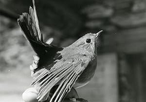 Seller image for France Bessans European Robin Bird Nature Amateur Wildlife Photography 1970's for sale by Bits of Our Past Ltd