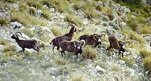 Seller image for France Corse Carzola Mouflons Nature Amateur Wildlife Color Photography 1970's for sale by Bits of Our Past Ltd