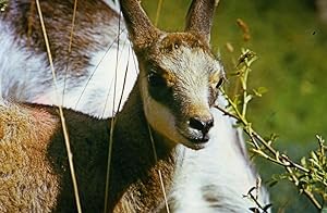 Seller image for France Young Chamois Nature Amateur Wildlife Color Photography 1970's for sale by Bits of Our Past Ltd