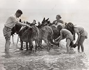 Ramsgate Holiday Makers helping Donkey Driver First Bath of Season Photo 1930's