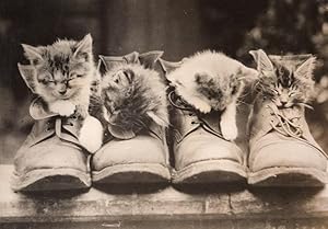 4 Cute Kittens Napping in Army Boots Old Press Photo 1930