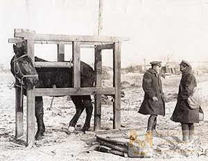Belgium or France? WWI Western Front Mule Farrier Old Photo 1914-1918