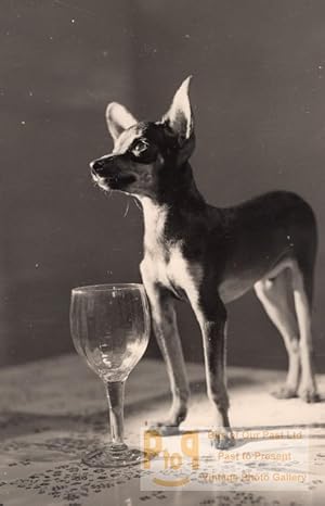 France Chihuahua Dog Portrait & Stemmed Glass Study Old Studio Photo 1953