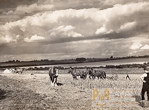 British Countryside Working Horses Harvest Agriculture Old Photo 1930