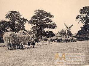 British Countryside Working Horse Harvest Agriculture Windmill Old Photo 1930