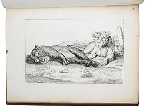 Image du vendeur pour Recueil de lions, dessinez d'aprs nature par divers maitres & gravez, . Divis en six livres chacun de six feuilles.Amsterdam, Bernard Picart [title-print also: Paris, Franois Chereau], 1729 (engraved 1728-1729). Oblong 4to (18.5 x 24 cm). With a letterpress title-page in red and black with Picart's engraved "device, 1 title-print and 42 lion prints in 6 series, on 37 leaves, all engraved by Bernard Picart after drawings made by himself (8, all from life), Rembrandt (18), Charles le Brun (6), Albrecht Drer (1), Paulus Potter (1) and unattributed (8). Late 19th-century pimpled red cloth with the spine at the head of the pages. Rebacked in red cloth. mis en vente par ASHER Rare Books