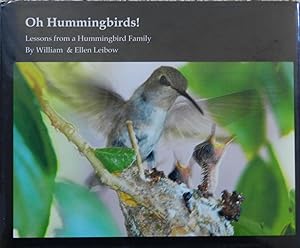 Oh Hummingbirds : Lessons from a Hummingbird Family