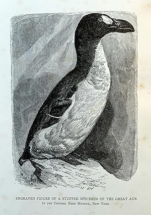 Image du vendeur pour The great auk, or garefowl. Its history, archaeology, and remains mis en vente par B & L Rootenberg Rare Books, ABAA