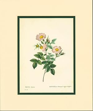 Seller image for Rosa stylosa [Short-styled field rose] for sale by Eureka Books