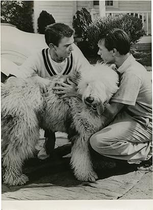 Image du vendeur pour The Shaggy Dog [Quelle vie de chien!] (Two original photographs from the 1959 film) mis en vente par Royal Books, Inc., ABAA