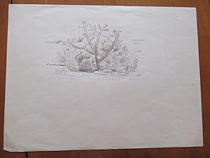 Original Drawing- "Cacti" By Pasquale Giovanni Napolitano (Illustration For "Healing Herbs Of The...