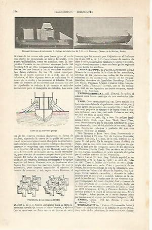 Seller image for LAMINA ESPASA 20451: Trirreremes de la antigua Grecia for sale by EL BOLETIN