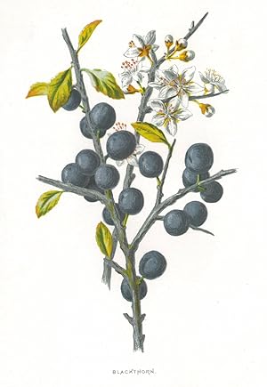 HEILPFLANZEN. - Schlehdorn. "Blackthorn". Zweig eines Schledorns, auch Heckendorn, Schwarzdorn od...