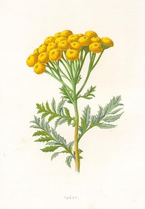 HEILPFLANZEN. - Rainfarn. "Tansy". Rainfarn, auch Wurmkraut genannt.