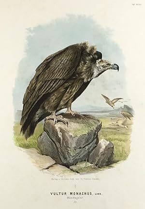 Imagen del vendedor de Vultur monachus, Linn. Mnchsgeier. Alt. (Orig.-Chromolithographie). a la venta por Antiquariat Heiner Henke