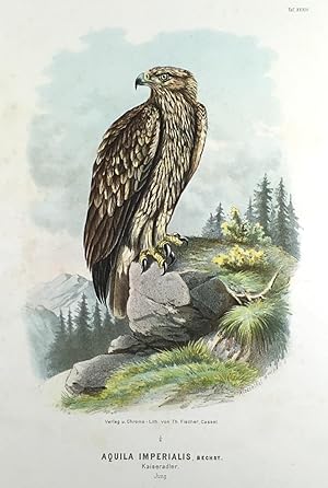 Imagen del vendedor de Aquila imperialis, Bechst. Kaiseradler. Jung. (Original - Chromolithographie.) a la venta por Antiquariat Heiner Henke