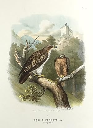 Seller image for Aquila Pennata, Cuv. Zwerg - Adler. (Orig.-Chromolithographie). for sale by Antiquariat Heiner Henke