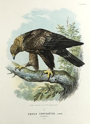 Aquila Chrysaetos, Linné. Goldadler. Alt.