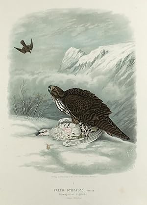 Seller image for Falco Gyrfalco, Schleg. Norwegischer Jagdfalke. Junges Weibchen. (Orig.-Chromolithographie). for sale by Antiquariat Heiner Henke