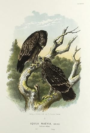 Seller image for Aquila Naevia, Briss. Schrei-Adler. Alt. Jung. (Orig.-Chromolithographie). for sale by Antiquariat Heiner Henke