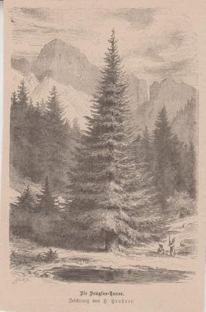 Orig. Holzstich: Die Douglas-Tanne. Zeichnung von H. Heubner.