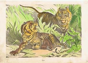 Tiger. Tigerpaar im Dschungel. Lithographie koloriert.